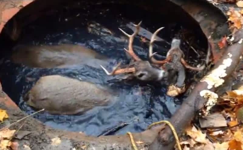 Video: Ohio Police Rescue Two Bucks from Cistern