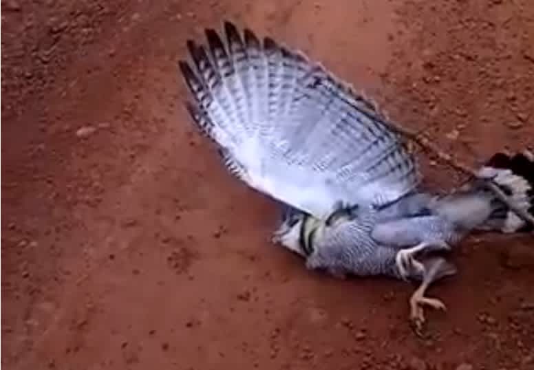 Video: Snake Strangles Bird to Avoid Being Eaten