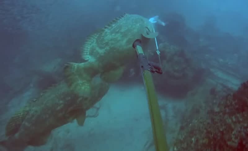 Video: Spearfisherman Throws Tantrum as Grouper Steals All His Fish