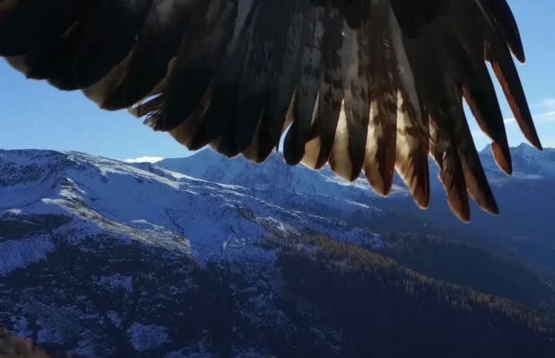 Video: Two Eagles Pull Drone from Sky