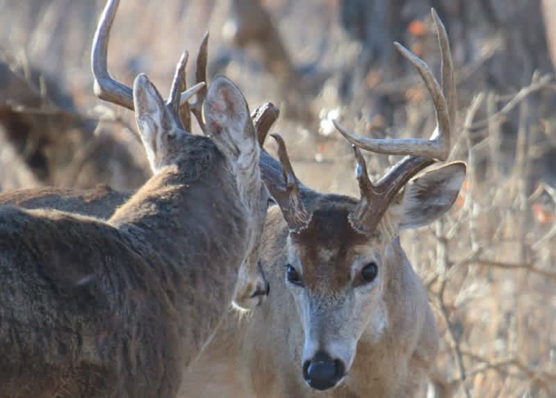 Video: Vicious Buck Fight Leaves This Deer a Contortionist