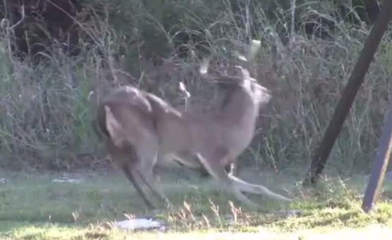 Video: Watch These Deer Dodge Arrows All Day