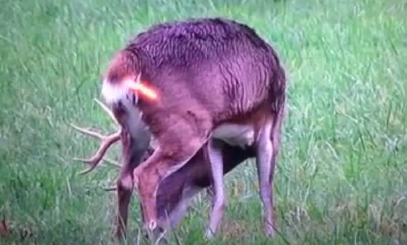 Video: Would You Take This Heart Shot on a Buck?