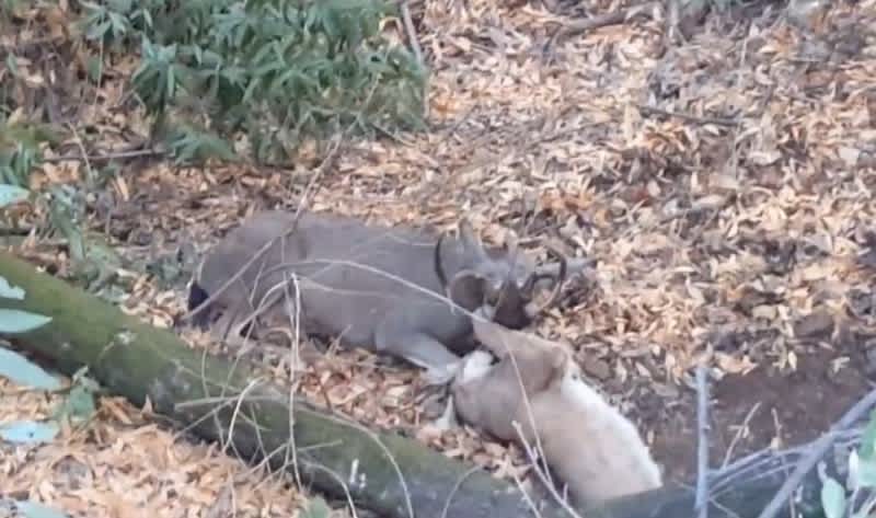 Videos: Rare Footage of Deer in Life or Death Battle with Mountain Lion