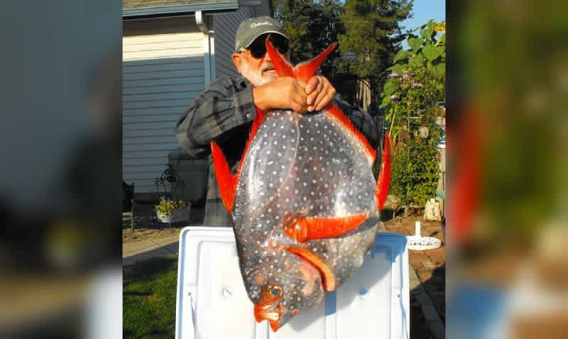 Washington State Officials Confirm New Opah Record
