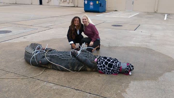 Woman Wrangles 12-foot Alligator in Texas Parking Lot