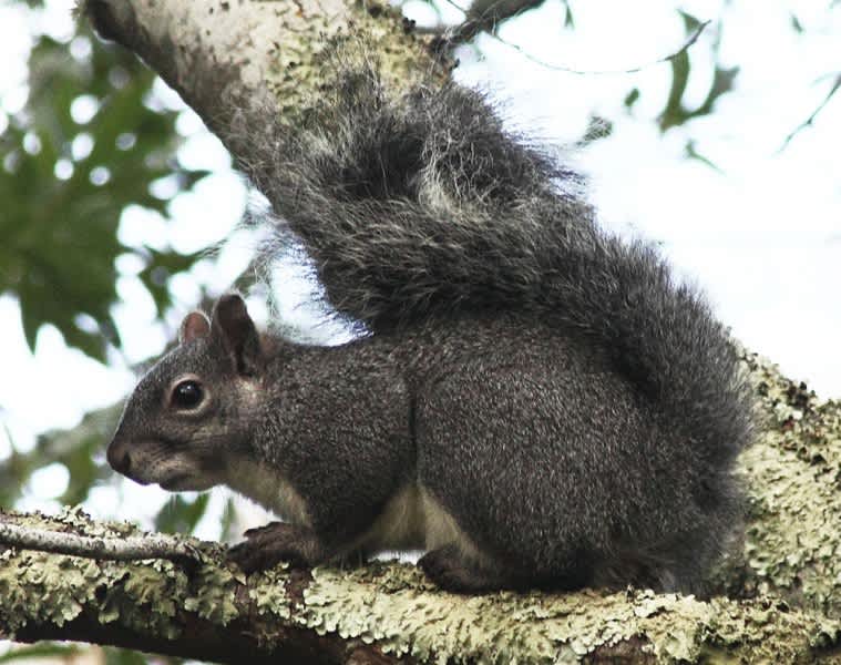 Aggressive Squirrel Attacks at Least 8 People in Separate Attacks
