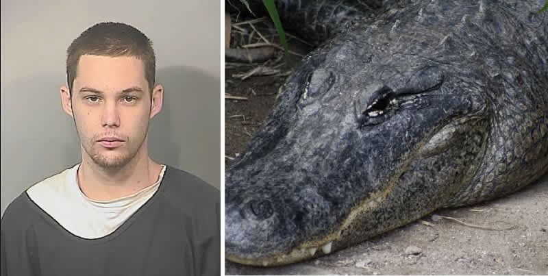 11-foot Alligator Eats Accused Burglar in Florida