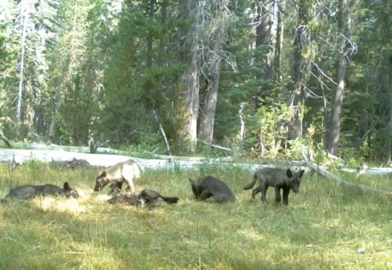 California’s Long-awaited Wolf Plan Outlines Future of Species