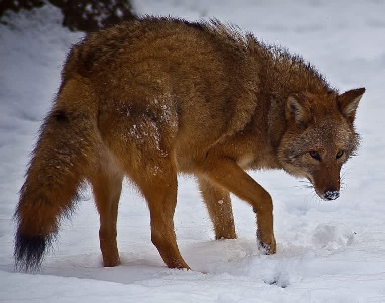 Scientists Successfully Prevent Coyote-wolf Hybridization in NC