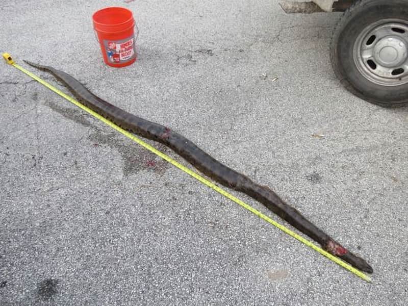 Florida Wildlife Officers Shoot 9-foot Anaconda in the Wild