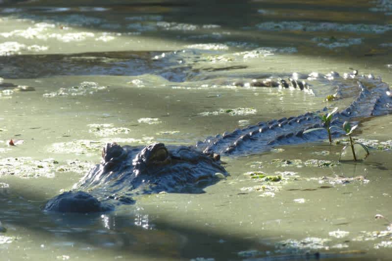 North Carolina Officials Consider Opening First Alligator Season
