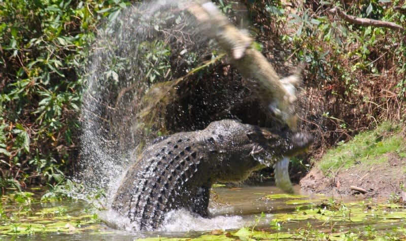 Photos: Cannibal Crocodile Slams Smaller Croc to Stun, Eat It