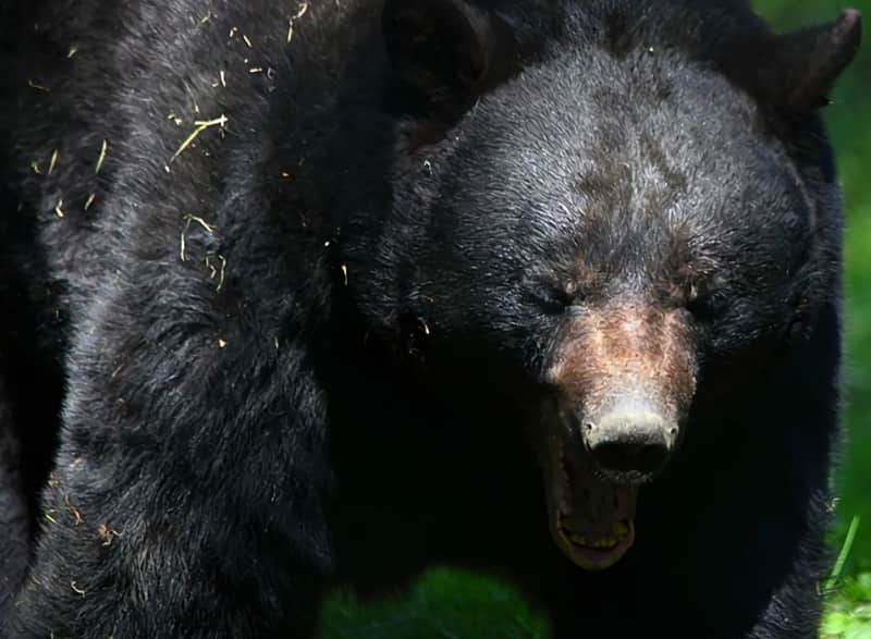 Quiz: Would You Survive a Black Bear Encounter?