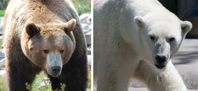 Study: In Conflicts Between Grizzlies and Polar Bears, Grizzlies Win