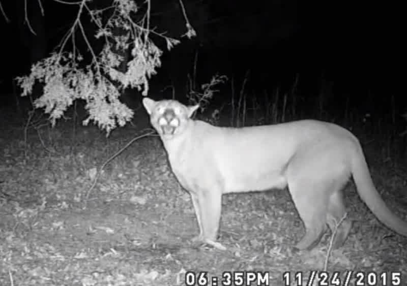 TN Officials Confirm First Sighting of Mountain Lion in 100 Years
