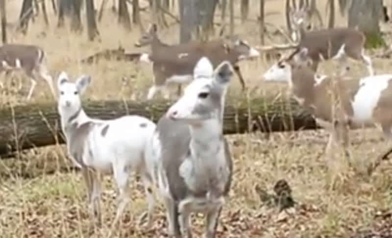 Video: Herd of Piebald Deer Eating in the Woods