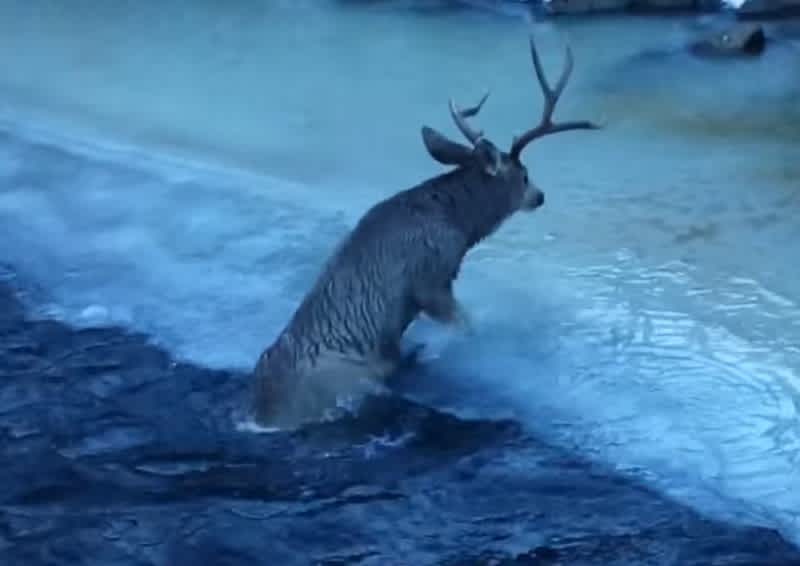Video: Big Buck Rescued from Frozen River