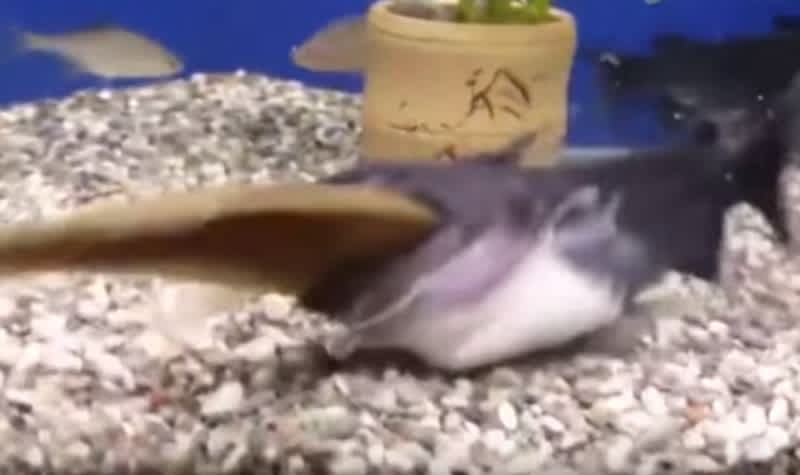 Video: Catfish Devours Fish Bigger Than It in Under a Minute