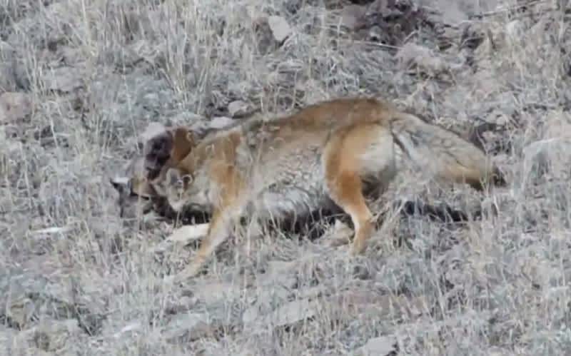 Video: Coyote Locked in Death Grip with Mountain Lion