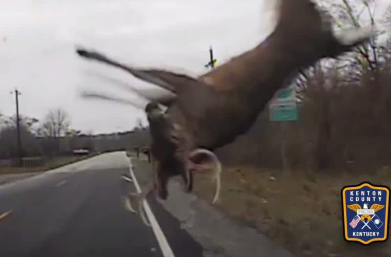 Video: Deer Goes Airborne, Recovers Perfectly after Vehicle Collision