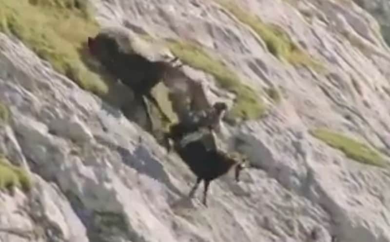 Video: Eagle Holds on for Dear Life after Pulling Goat off Mountain