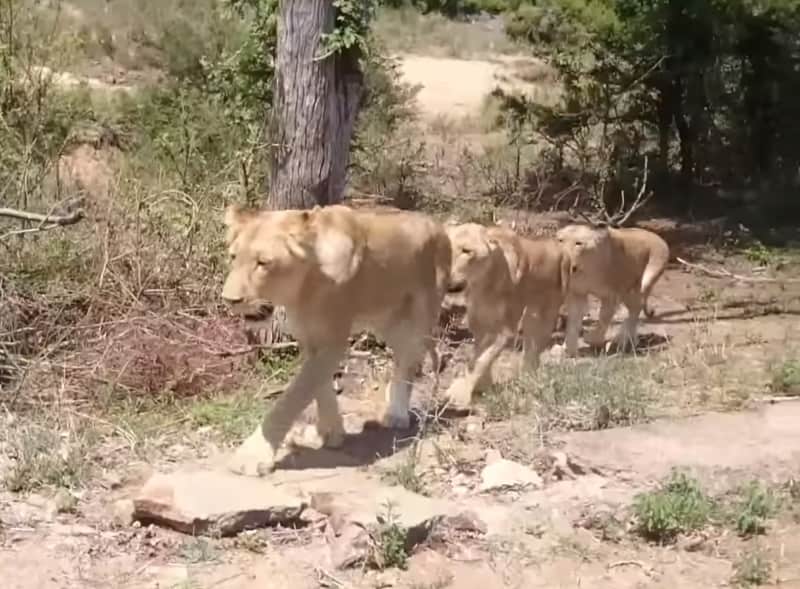 Video: How Many Lions Are in This Bush?
