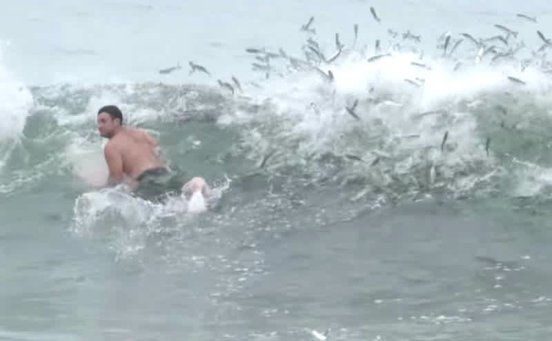Video: Incredible Footage of the Florida Mullet Migration
