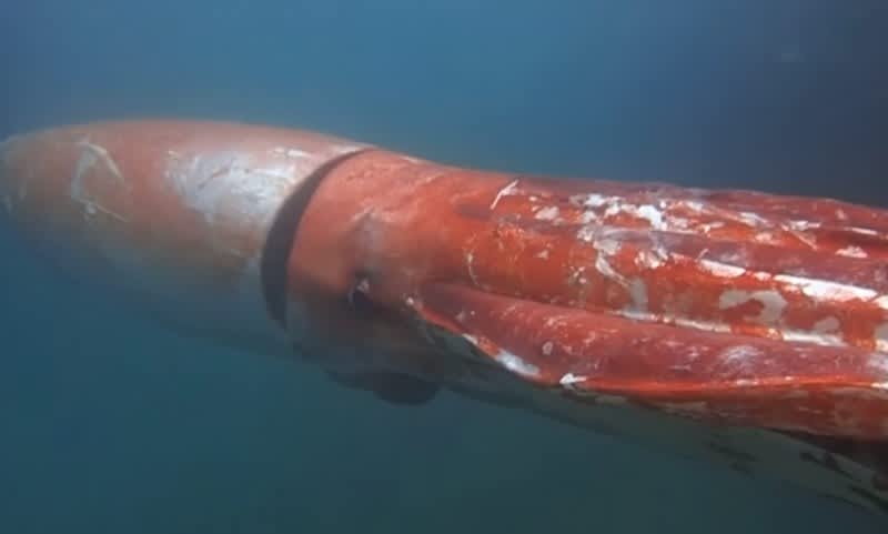 Video: Japanese Diver Swims with Giant Squid