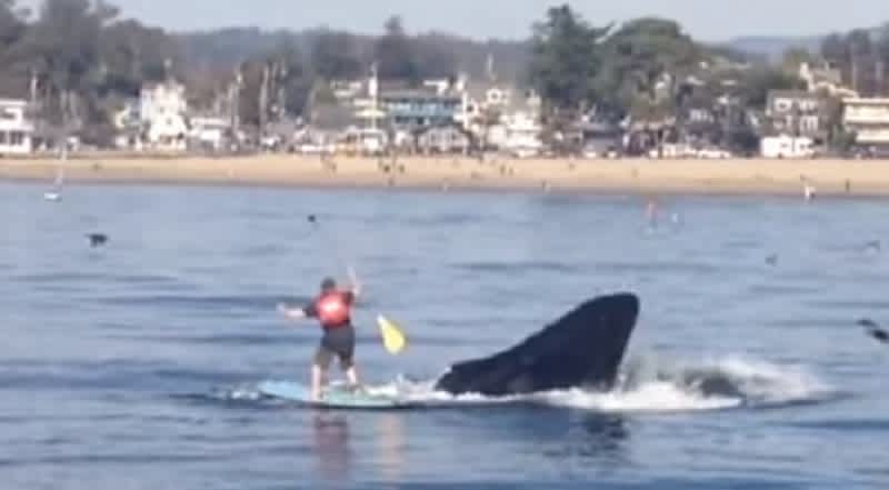 Video: California Paddleboarder Nearly Swallowed by Whale