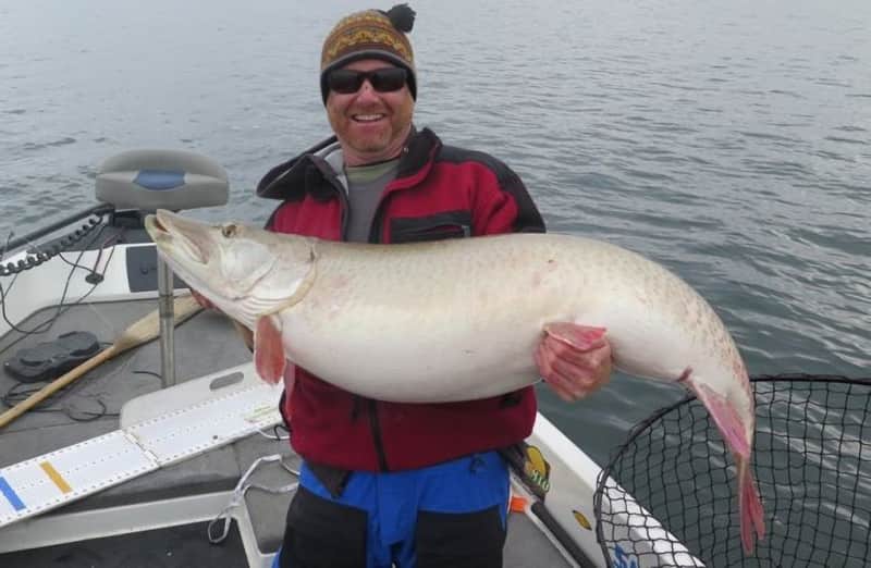 Video: Angler Releases Potential Record Muskie