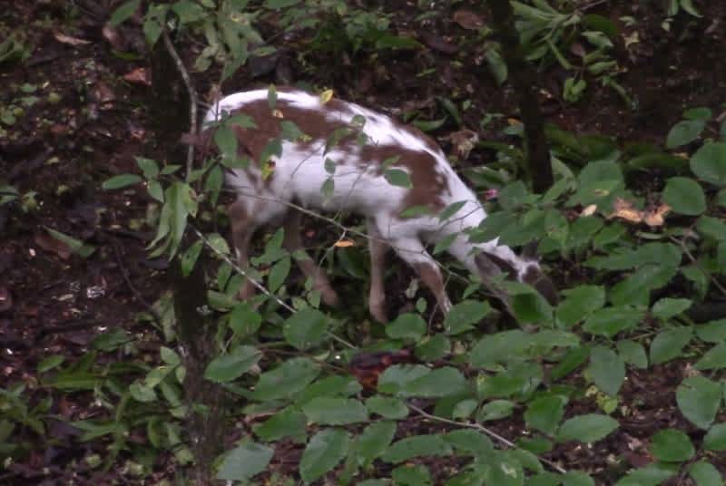 Video: Rare Piebald Fawn Spotted in Tennessee