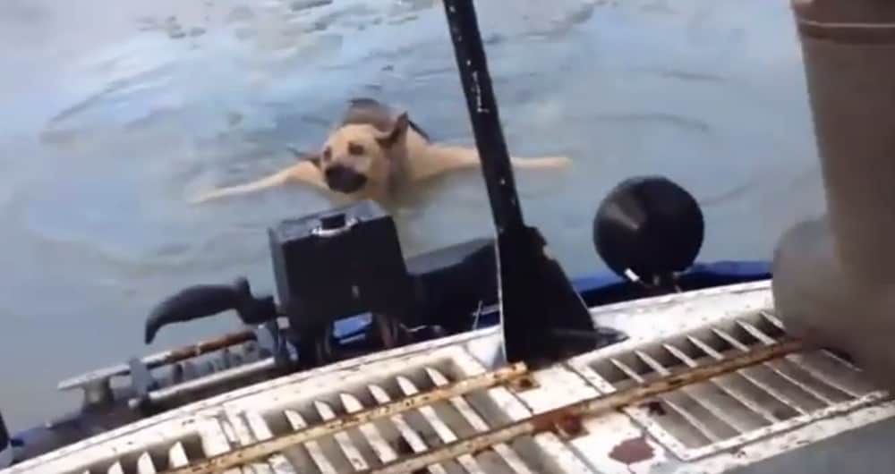 Video: Russians Save Helpless Dog Clinging to Ice in Volga River