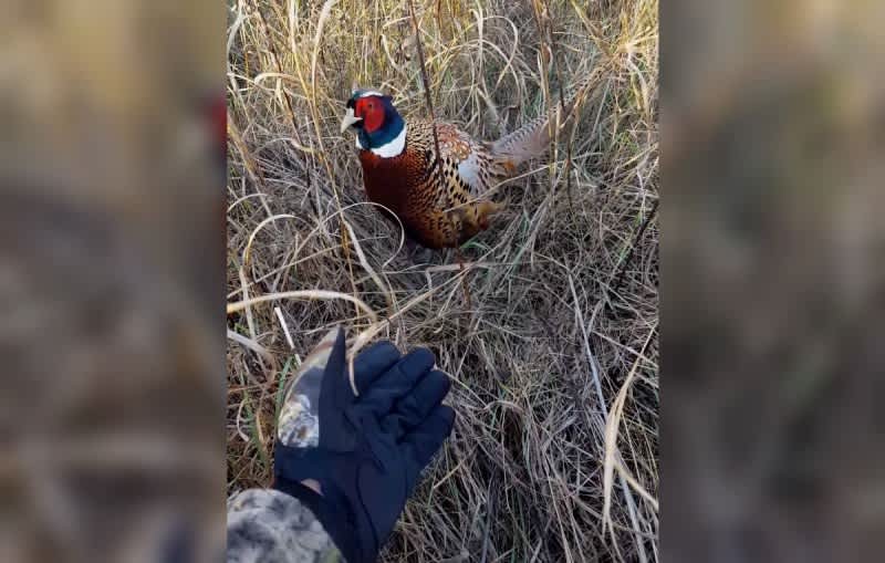 Video: Squawking Pheasant Follows Hunter Around