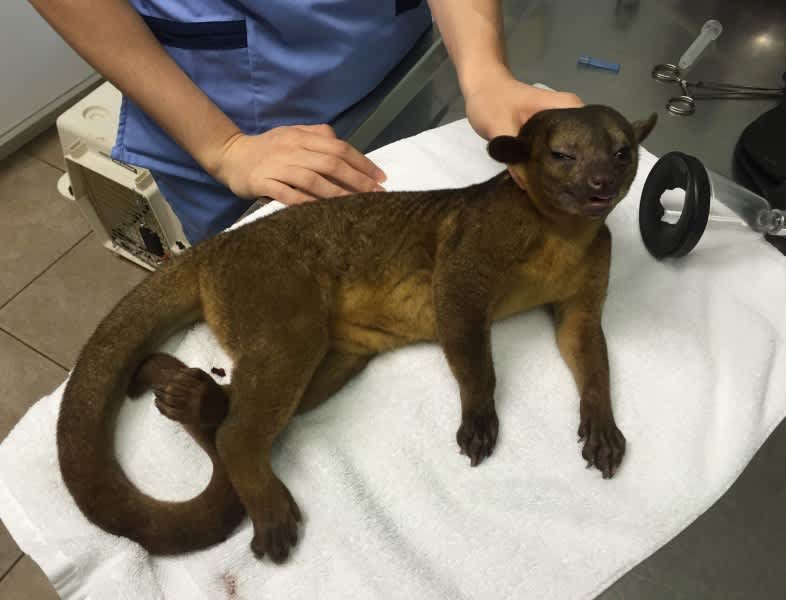 Florida Woman Wakes Up to Find Exotic Kinkajou on Her Chest