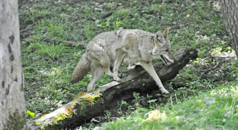 Coyote “Attacks” in CA Possibly Linked to Hallucinogenic Mushrooms