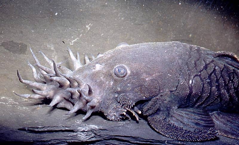 The Electric Catfish and 6 More Bizarre Catfish Species