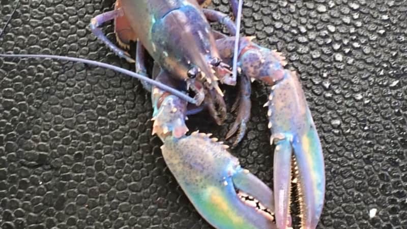 Fisherman Catches Rainbow-colored Lobster