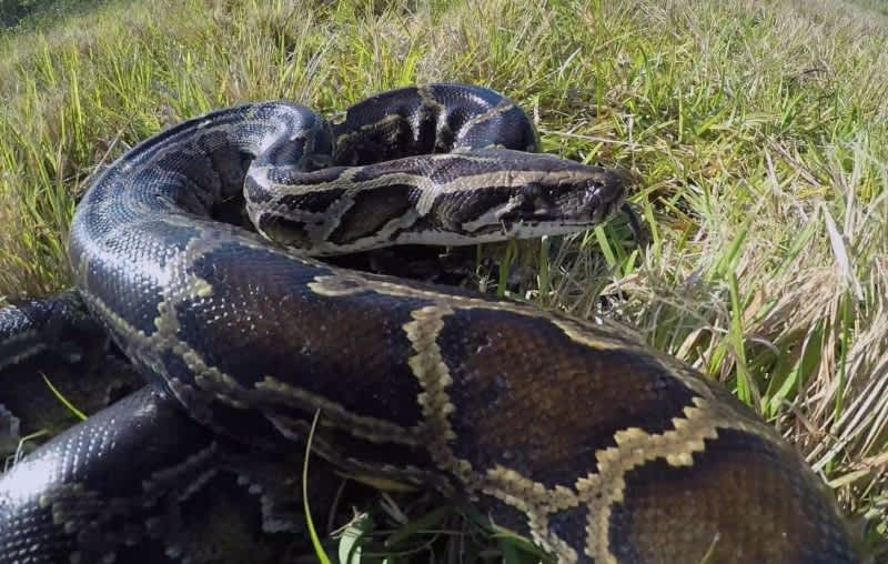 Florida Kicks off Month-long Hunt for Burmese Pythons
