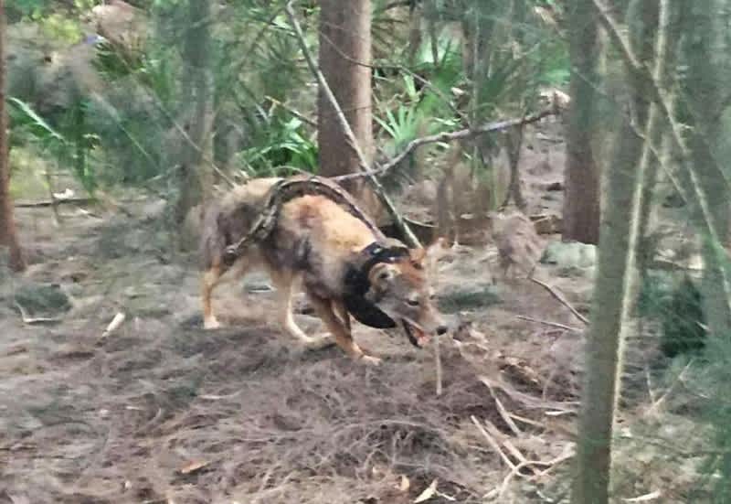 Florida Man Challenge: Remember When a Florida Man Captured This Epic Shot of a Snake Strangling a Coyote?