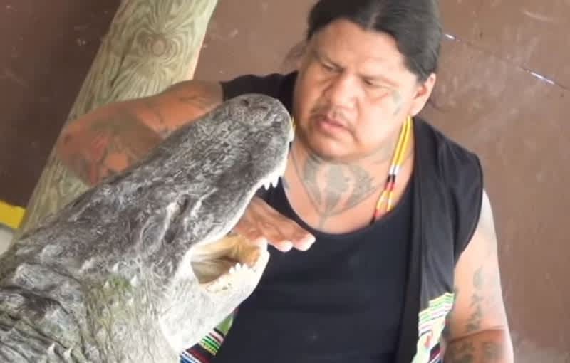 Florida Tribe’s Last Alligator Wrestler Retires after Harrowing Incident