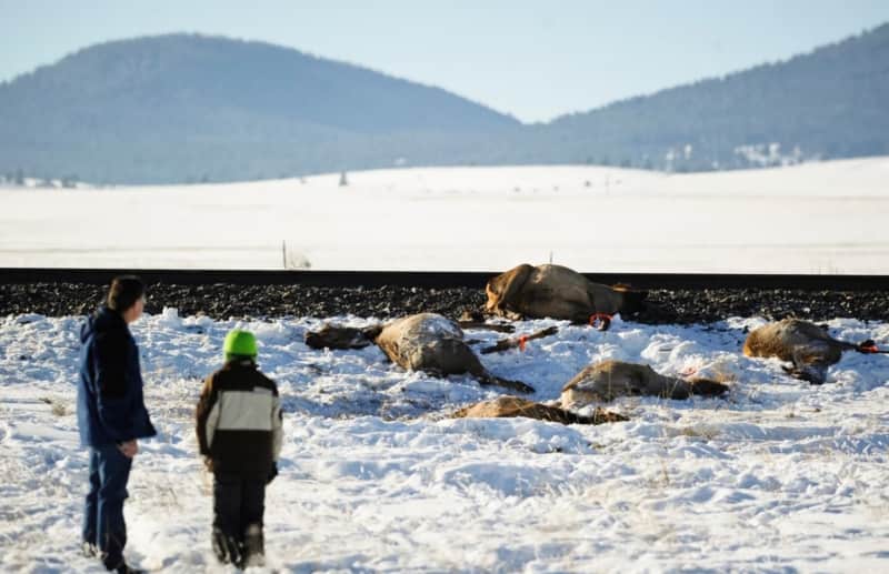 Freight Train Collision Kills 23 Elk in Montana