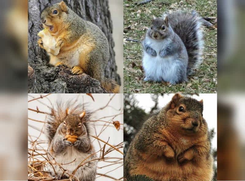 Is Warm Winter Weather Making Squirrels Fat?