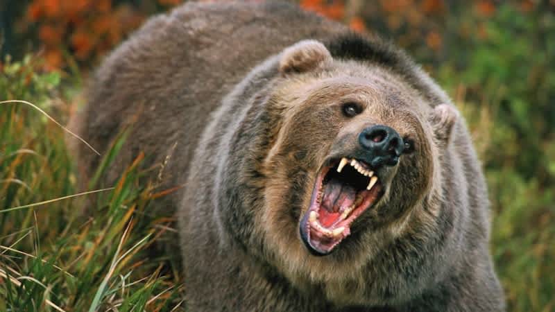 Man Tries to Shoot Grizzly to Save Wife, Kills Her with Ricochet