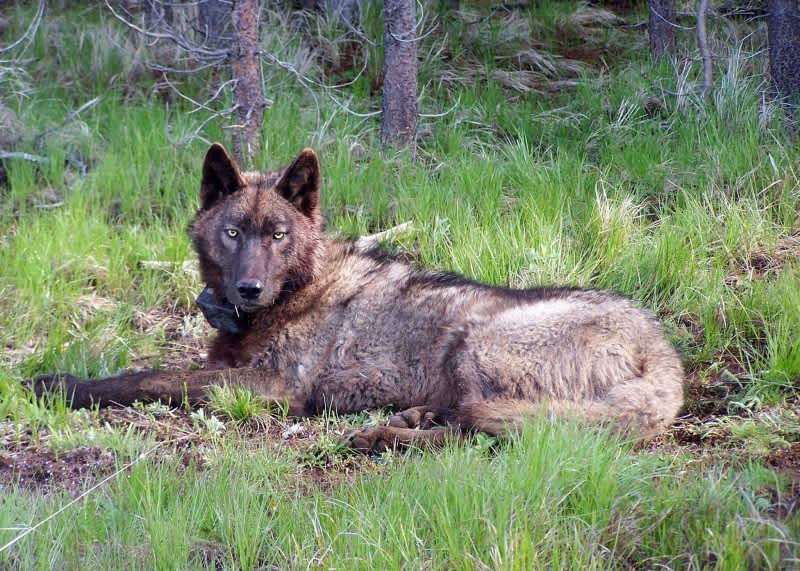 Officials: Wolves Continue to Enter California from Oregon