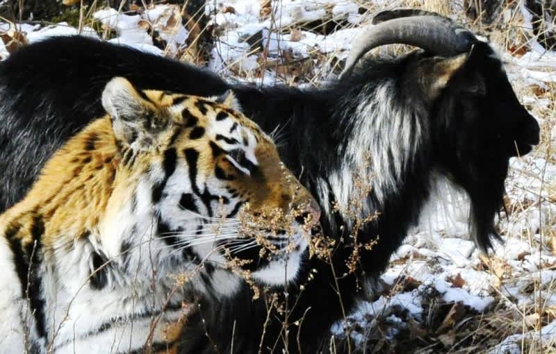 Russian Park: Friendship Between Siberian Tiger, Goat Has Ended
