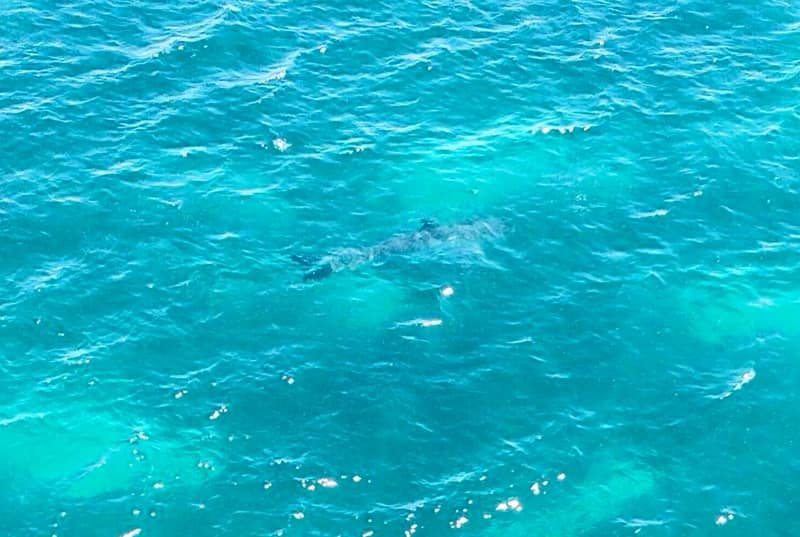 Photos: Can You Spot This Estimated 23-foot Great White Shark?