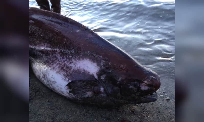 Rare Deep Sea Fish Washes Up in Alaska