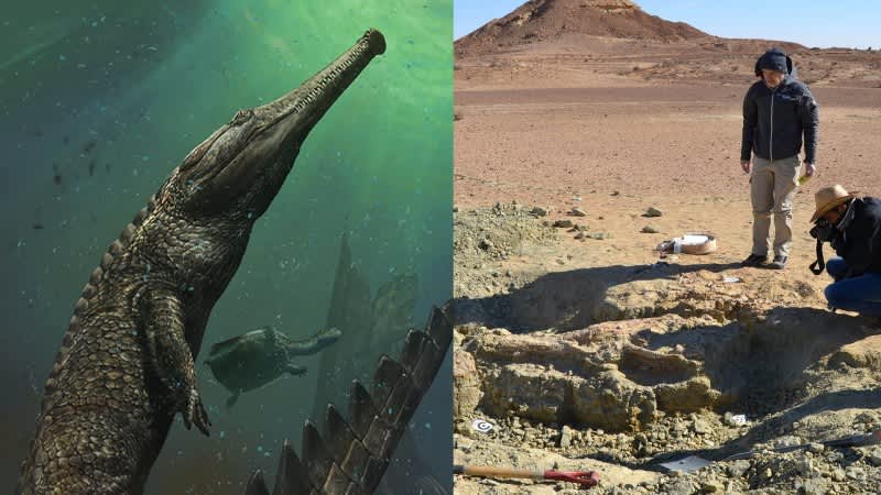 Scientists Discover Extinct 30-foot “Mega Crocodile” on Edge of Sahara