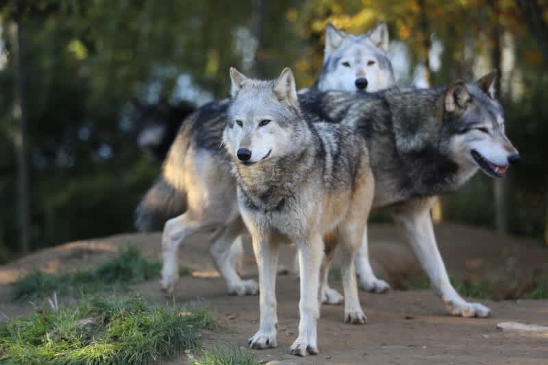 Senate Committee Approves Amendment on Bill to Delist Wolves in 4 States